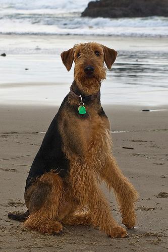 https://images.dog.ceo/breeds/airedale/n02096051_1430.jpg