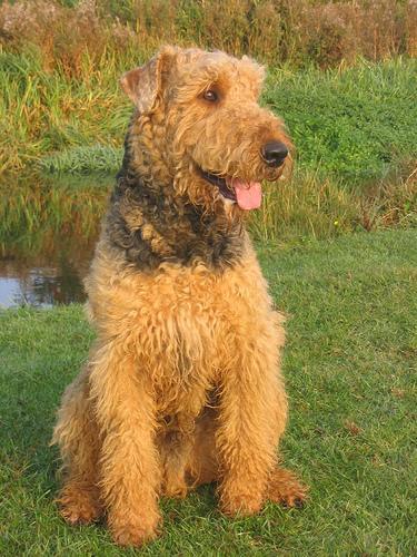 https://images.dog.ceo/breeds/airedale/n02096051_1469.jpg