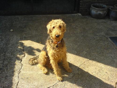 https://images.dog.ceo/breeds/airedale/n02096051_1483.jpg