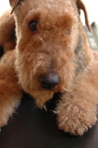 https://images.dog.ceo/breeds/airedale/n02096051_1558.jpg