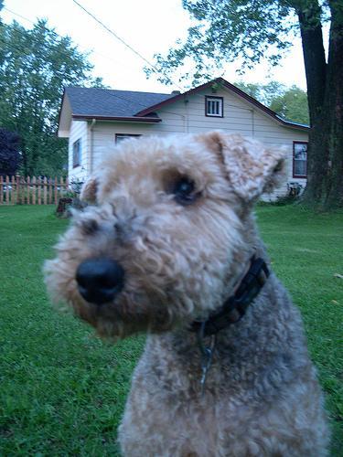 https://images.dog.ceo/breeds/airedale/n02096051_161.jpg