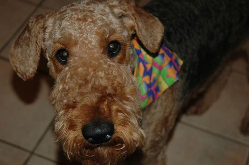 https://images.dog.ceo/breeds/airedale/n02096051_1625.jpg