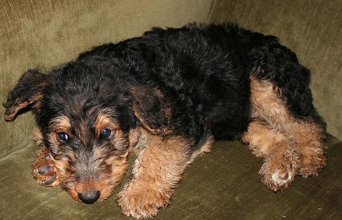 https://images.dog.ceo/breeds/airedale/n02096051_1669.jpg