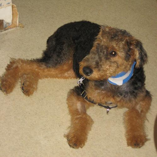 https://images.dog.ceo/breeds/airedale/n02096051_171.jpg