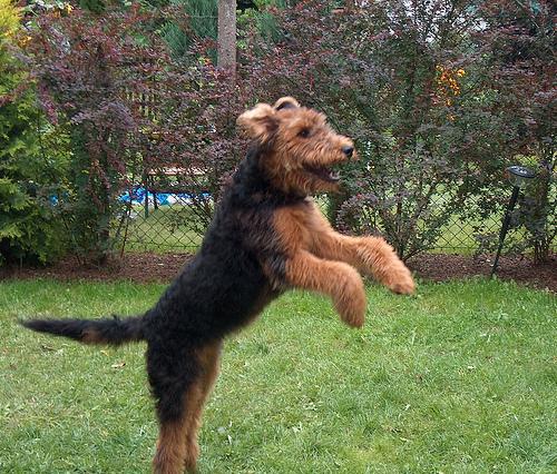 https://images.dog.ceo/breeds/airedale/n02096051_1723.jpg