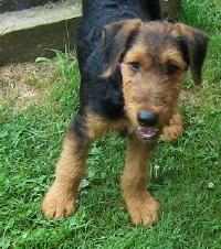 https://images.dog.ceo/breeds/airedale/n02096051_1736.jpg