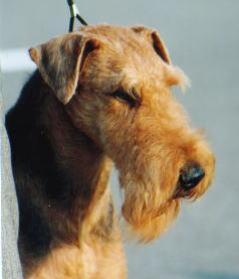 https://images.dog.ceo/breeds/airedale/n02096051_1740.jpg