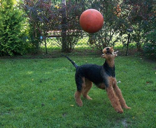 https://images.dog.ceo/breeds/airedale/n02096051_1761.jpg