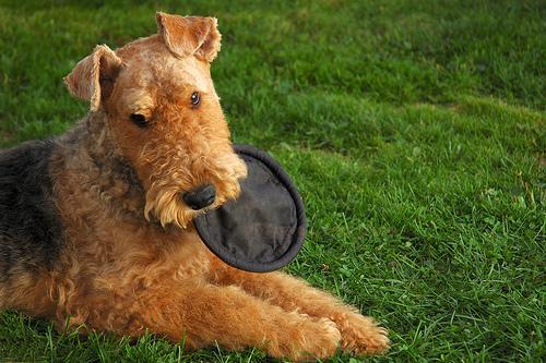 https://images.dog.ceo/breeds/airedale/n02096051_1799.jpg