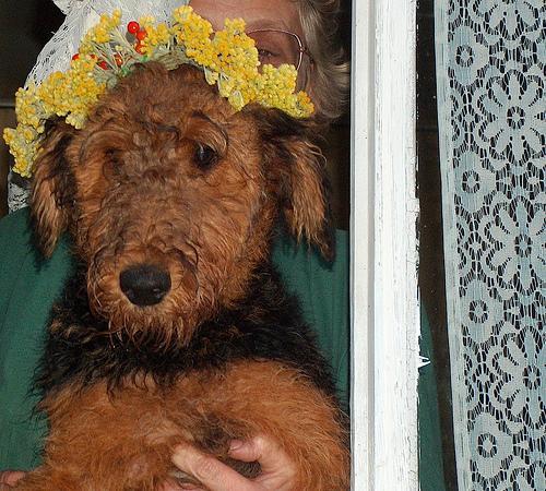 https://images.dog.ceo/breeds/airedale/n02096051_183.jpg