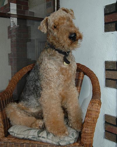 https://images.dog.ceo/breeds/airedale/n02096051_1854.jpg