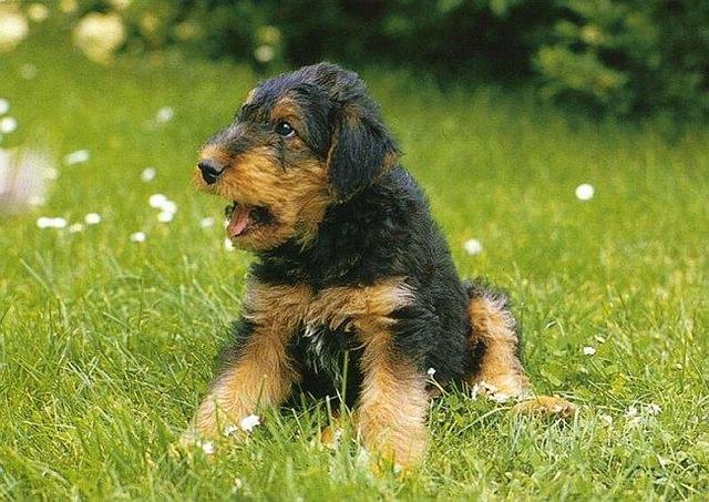 https://images.dog.ceo/breeds/airedale/n02096051_1861.jpg