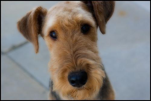 https://images.dog.ceo/breeds/airedale/n02096051_1912.jpg