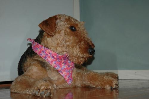 https://images.dog.ceo/breeds/airedale/n02096051_1941.jpg