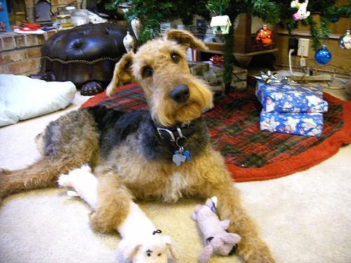 https://images.dog.ceo/breeds/airedale/n02096051_2045.jpg