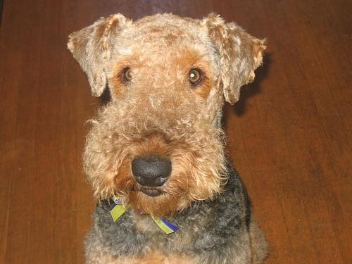 https://images.dog.ceo/breeds/airedale/n02096051_2170.jpg