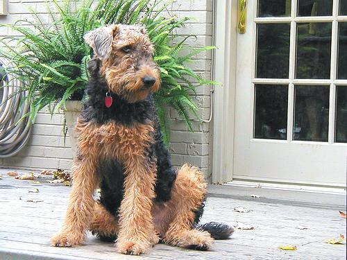 https://images.dog.ceo/breeds/airedale/n02096051_2204.jpg