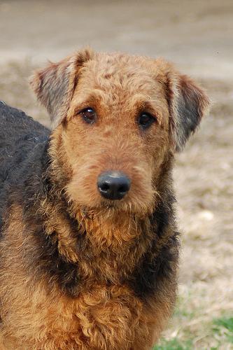 https://images.dog.ceo/breeds/airedale/n02096051_225.jpg