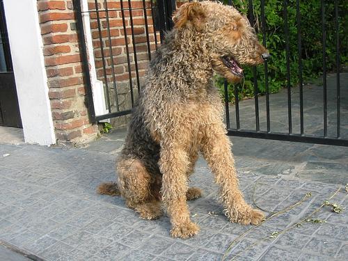 https://images.dog.ceo/breeds/airedale/n02096051_2256.jpg