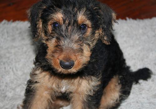 https://images.dog.ceo/breeds/airedale/n02096051_2314.jpg