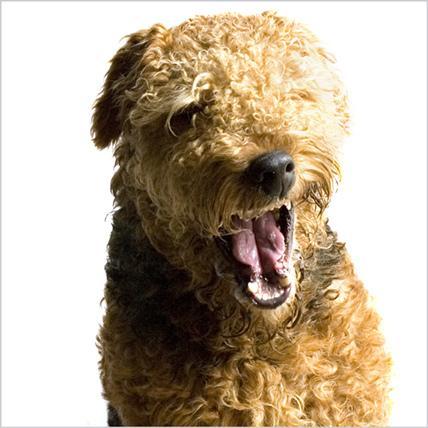 https://images.dog.ceo/breeds/airedale/n02096051_2333.jpg