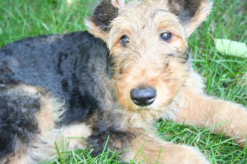 https://images.dog.ceo/breeds/airedale/n02096051_2380.jpg