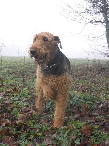 https://images.dog.ceo/breeds/airedale/n02096051_2432.jpg