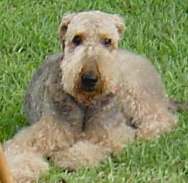 https://images.dog.ceo/breeds/airedale/n02096051_2473.jpg