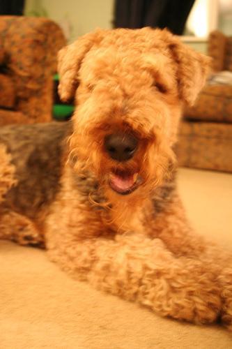 https://images.dog.ceo/breeds/airedale/n02096051_249.jpg