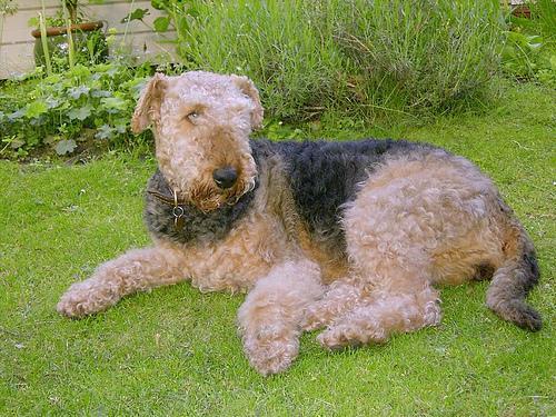 https://images.dog.ceo/breeds/airedale/n02096051_2517.jpg