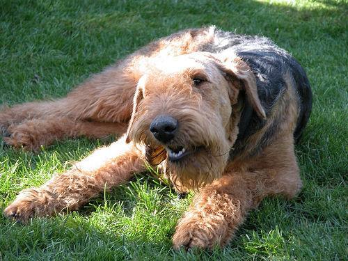 https://images.dog.ceo/breeds/airedale/n02096051_2550.jpg