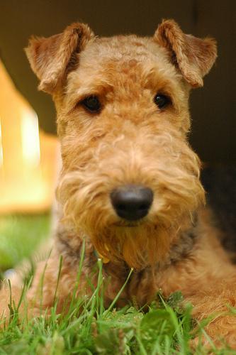 https://images.dog.ceo/breeds/airedale/n02096051_2556.jpg