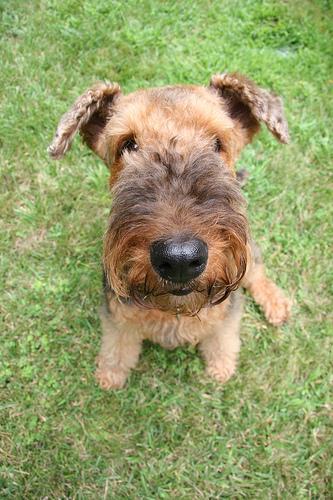 https://images.dog.ceo/breeds/airedale/n02096051_2583.jpg