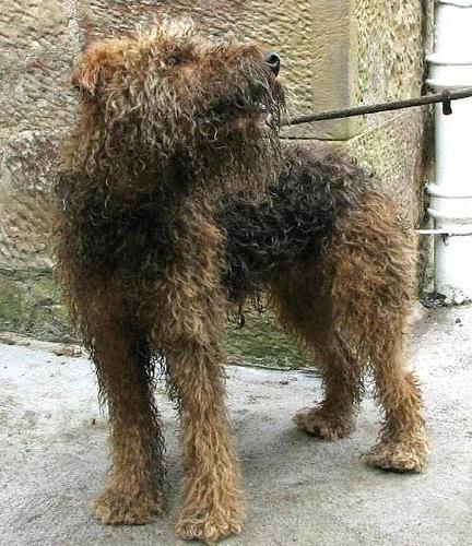 https://images.dog.ceo/breeds/airedale/n02096051_2633.jpg