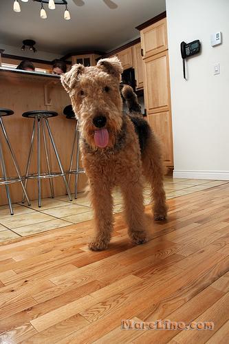 https://images.dog.ceo/breeds/airedale/n02096051_2717.jpg