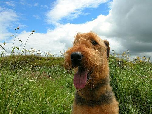 https://images.dog.ceo/breeds/airedale/n02096051_2883.jpg