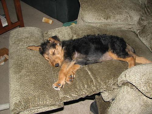 https://images.dog.ceo/breeds/airedale/n02096051_2890.jpg