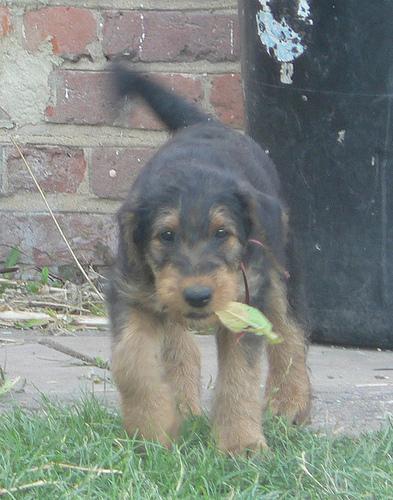 https://images.dog.ceo/breeds/airedale/n02096051_2903.jpg