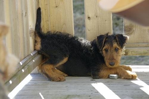 https://images.dog.ceo/breeds/airedale/n02096051_2939.jpg