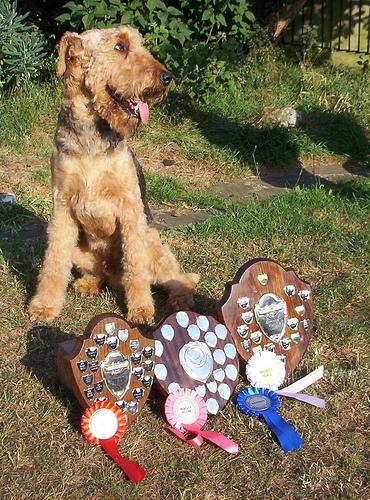 https://images.dog.ceo/breeds/airedale/n02096051_2946.jpg