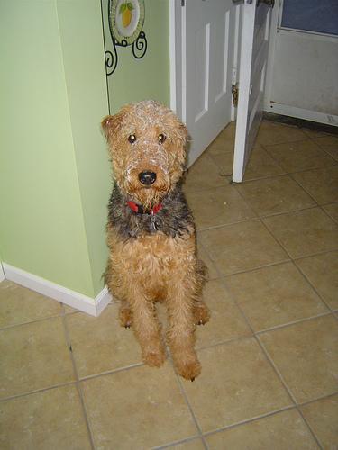 https://images.dog.ceo/breeds/airedale/n02096051_2954.jpg