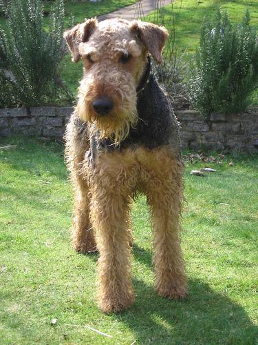 https://images.dog.ceo/breeds/airedale/n02096051_3045.jpg