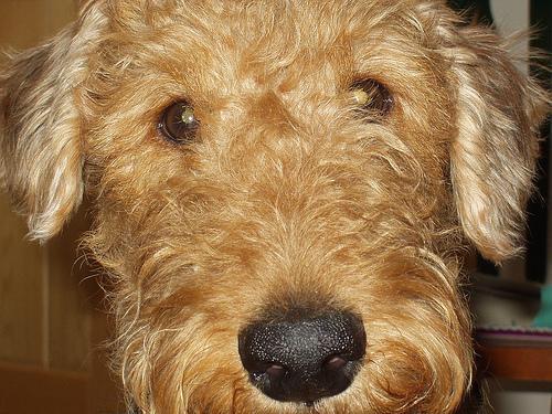 https://images.dog.ceo/breeds/airedale/n02096051_3051.jpg