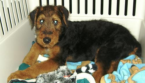 https://images.dog.ceo/breeds/airedale/n02096051_3069.jpg