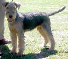 https://images.dog.ceo/breeds/airedale/n02096051_3088.jpg