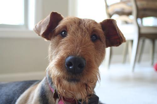 https://images.dog.ceo/breeds/airedale/n02096051_3105.jpg