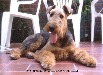 https://images.dog.ceo/breeds/airedale/n02096051_319.jpg