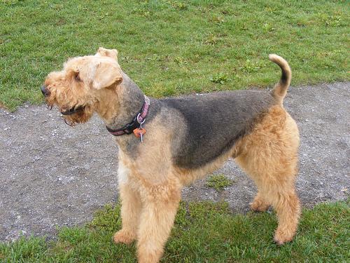 https://images.dog.ceo/breeds/airedale/n02096051_3194.jpg