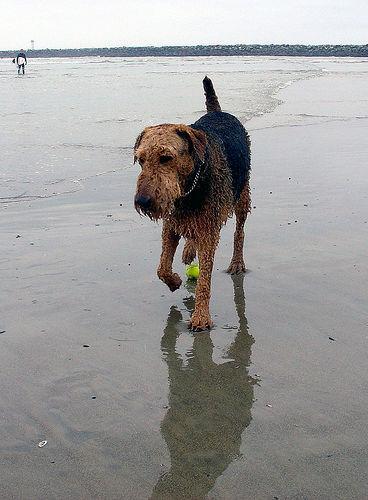 https://images.dog.ceo/breeds/airedale/n02096051_3253.jpg