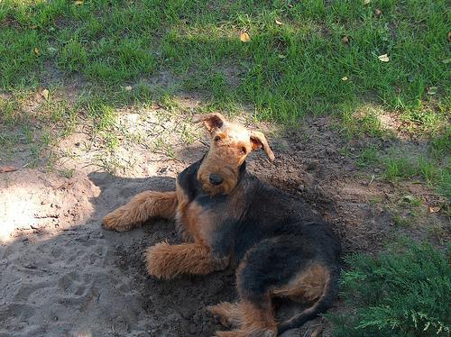 https://images.dog.ceo/breeds/airedale/n02096051_3287.jpg